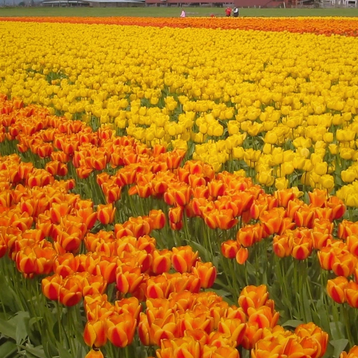 Wooded land in Skagit County