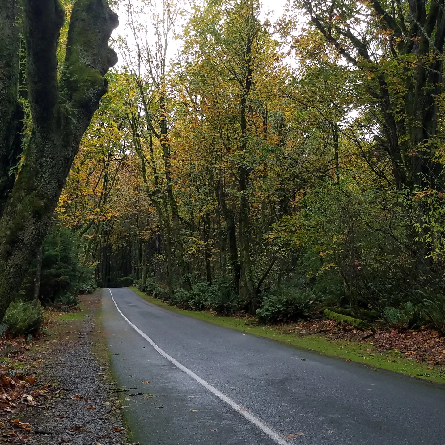 Tacoma vacant land, wooded acreage, and rural parcels in Washington